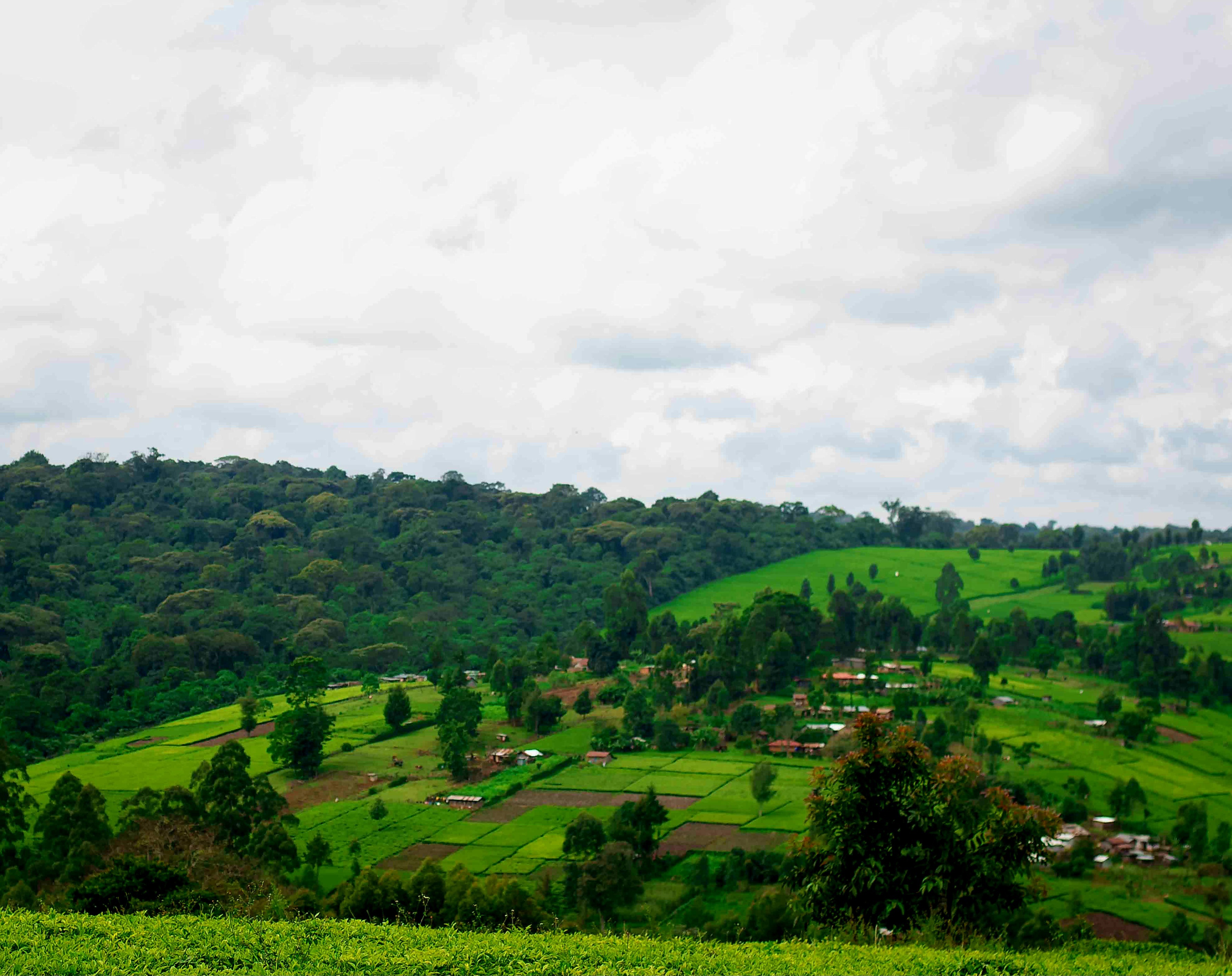 Kenyan tea-growing landscape with rows of tea bushes